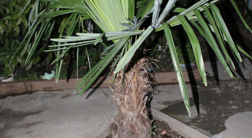 Гостиница Guest House Beregovoy Алушта-54