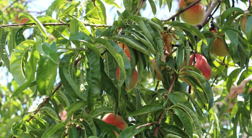 Гостиница Guest House Beregovoy Алушта-67