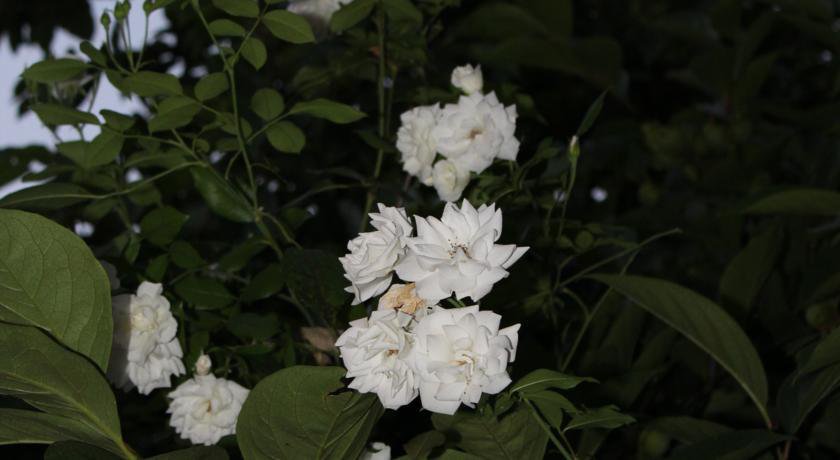 Гостиница Guest House Beregovoy Алушта-51