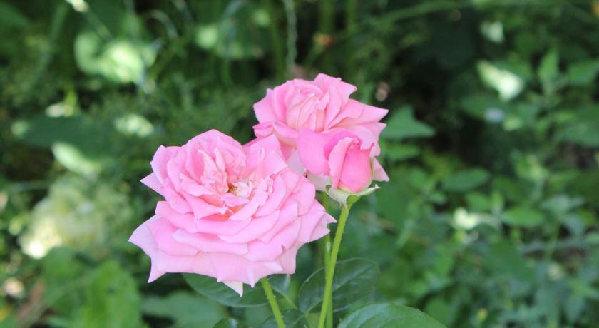 Гостиница Guest House Beregovoy Алушта-62