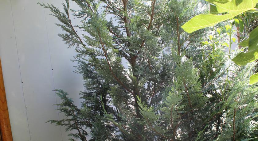 Гостиница Guest House Beregovoy Алушта-64