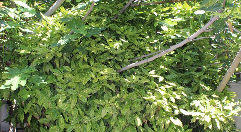 Гостиница Guest House Beregovoy Алушта-59