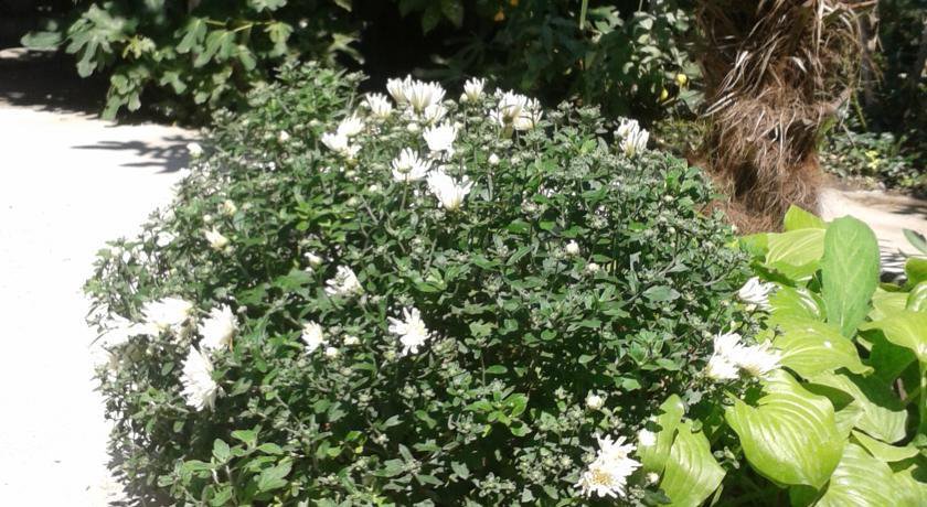 Гостиница Guest House Beregovoy Алушта-23