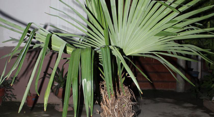 Гостиница Guest House Beregovoy Алушта-52