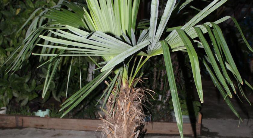 Гостиница Guest House Beregovoy Алушта-53