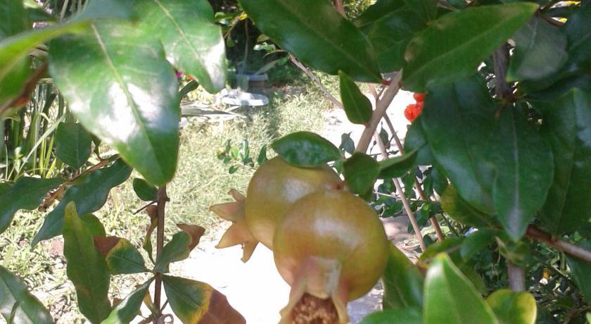 Гостиница Guest House Beregovoy Алушта-28