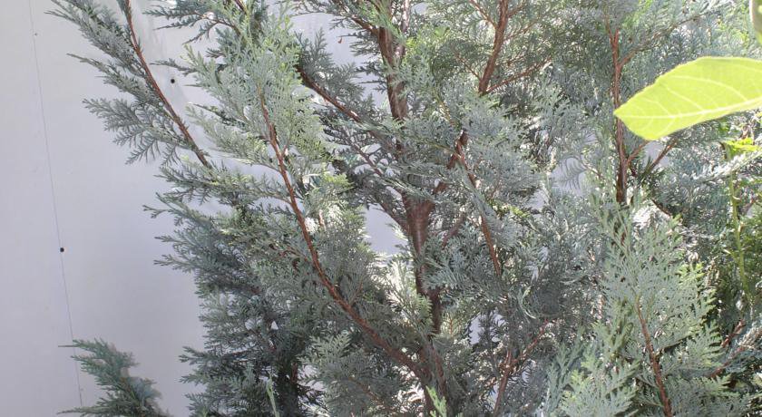 Гостиница Guest House Beregovoy Алушта-63