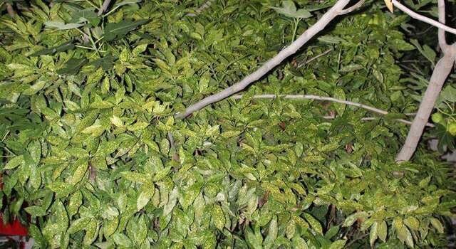 Гостиница Guest House Beregovoy Алушта-55