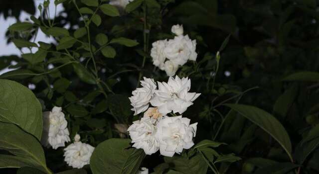 Гостиница Guest House Beregovoy Алушта-50