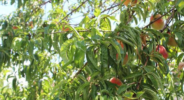 Гостиница Guest House Beregovoy Алушта-65