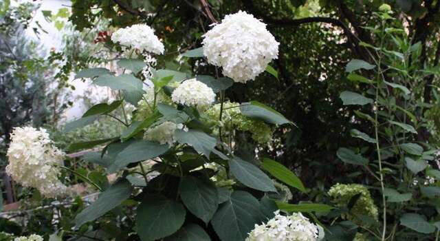 Гостиница Guest House Beregovoy Алушта-46