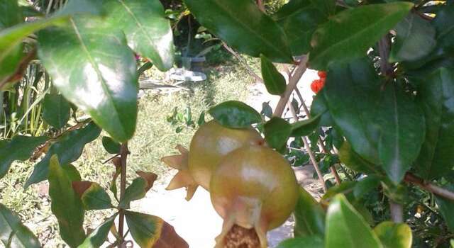 Гостиница Guest House Beregovoy Алушта-27